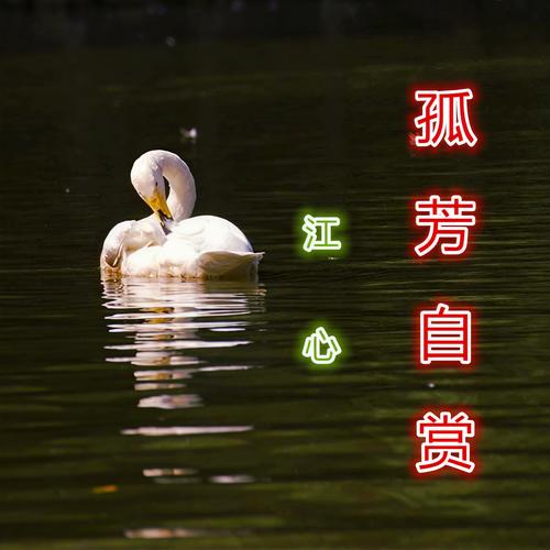 孤芳自赏歌词完整版：深夜独酌的伤感歌